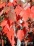 Acer rubrum 'Franksred' Red Sunset.jpg